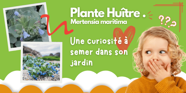 Plante Huitre. Mertensia maritima